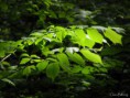 /album/bildgalleri-blandat/p6070163-jpg/