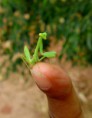 /album/makro/dsc04077-jpg/