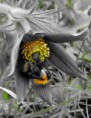 /album/makro/img-0826-jpg/