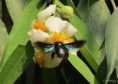 /album/makro/img-1045-001-jpg/