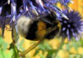 /album/makro/img-1127-jpg/