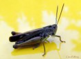 /album/makro/img-2756-jpg/