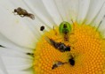 /album/makro/img-2674-jpg/