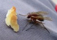 /album/makro/img-3186-jpg/