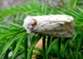 /album/makro/img-3199-jpg/