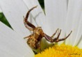 /album/makro/img-3222-jpg/