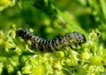 /album/makro/img-3369-jpg/
