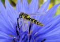 /album/makro/img-4714-jpg/