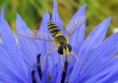 /album/makro/img-4721-jpg/