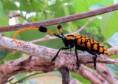 /album/makro/img-5479-jpg/