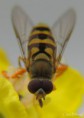 /album/makro/img-6394-jpg/