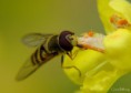 /album/makro/img-6398-jpg/