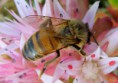 /album/makro/img-6680-jpg/