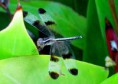 /album/makro/img-7742-jpg/