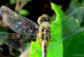 /album/makro/img-8002-jpg/