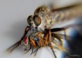 /album/makro/img-8030-001-jpg/