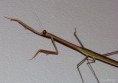 /album/makro/pb100083-jpg/