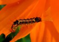 /album/makro/pb100050-jpg/
