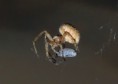 /album/makro/pc140166-jpg/
