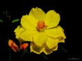 /album/bildgalleri-natur/img-0175-jpg/
