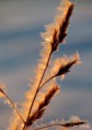 /album/bildgalleri-natur/img-0486-jpg/