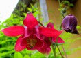 /album/bildgalleri-natur/img-1959-jpg/