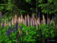 /album/bildgalleri-natur/img-2481-jpg/