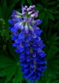 /album/bildgalleri-natur/img-2477-jpg/