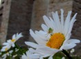 /album/bildgalleri-natur/img-2412-jpg/