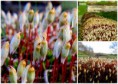 /album/bildgalleri-natur/a2014-04-24-jpg/