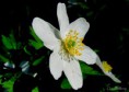 /album/bildgalleri-natur/img-1831-jpg/
