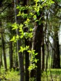 /album/bildgalleri-natur/img-1838-jpg/