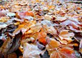 /album/bildgalleri-natur/img-9176-jpg/