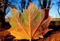 /album/bildgalleri-natur/img-9180-001-jpg/