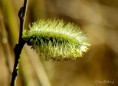 /album/bildgalleri-natur/img-1809-jpg/