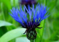 /album/bildgalleri-natur/img-2297-jpg/
