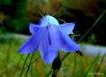 /album/bildgalleri-natur/p9120014-jpg/