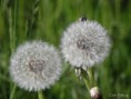 /album/bildgalleri-natur/p6041255-jpg/