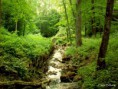 /album/bildgalleri-natur/pict0170-jpg/