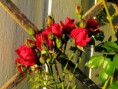 /album/bildgalleri-blandat/img-2635-jpg/