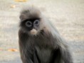 /album/bildgalleri-thailand/img-1060-jpg/