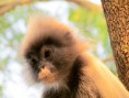 /album/bildgalleri-thailand/img-1148-jpg/
