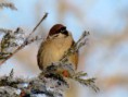 /album/bildgalleri-natur/img-0644-001-jpg/