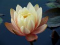 /album/bildgalleri-natur/img-0645-jpg/