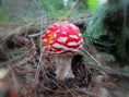 /album/bildgalleri-natur/img-2579-jpg/
