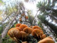 /album/bildgalleri-natur/img-2749-jpg/