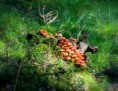 /album/bildgalleri-natur/img-2755-jpg/