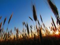 /album/bildgalleri-natur/img-2820-jpg/
