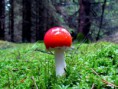 /album/bildgalleri-natur/img-3048-jpg/
