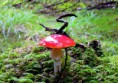 /album/bildgalleri-natur/img-3061-jpg/